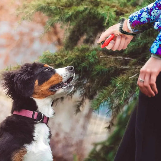 Clicky™ - Clicker de dressage - Barkavo